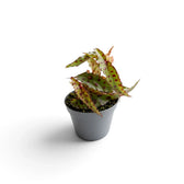 Young Begonia amphioxus with narrow spotted leaves in a grey nursery pot