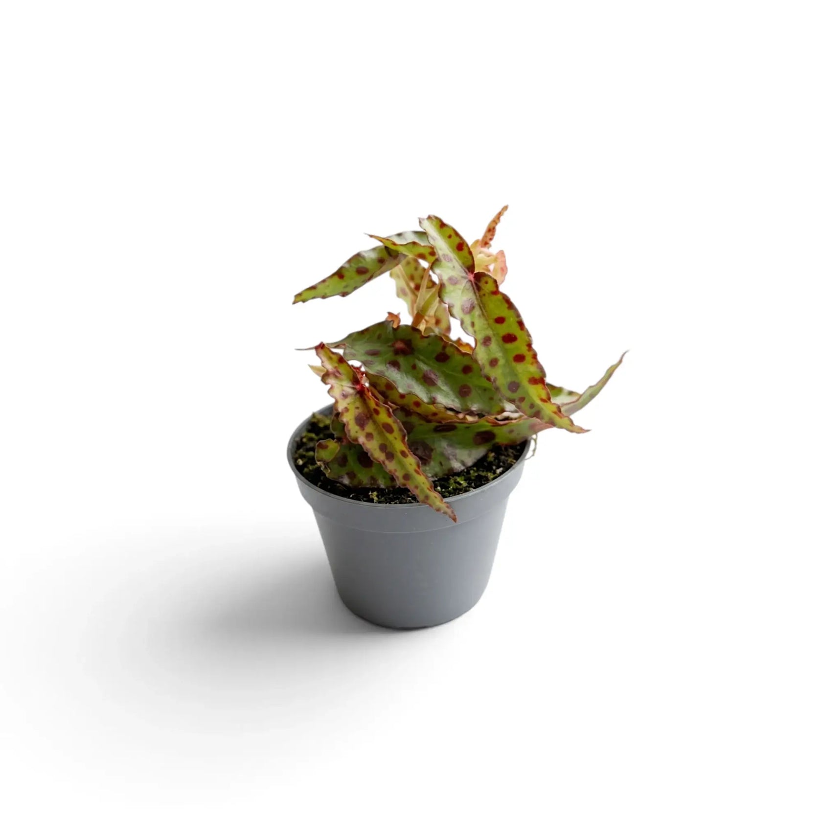 Young Begonia amphioxus with narrow spotted leaves in a grey nursery pot