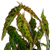 Dense Begonia amphioxus foliage with narrow spotted leaves on red stems