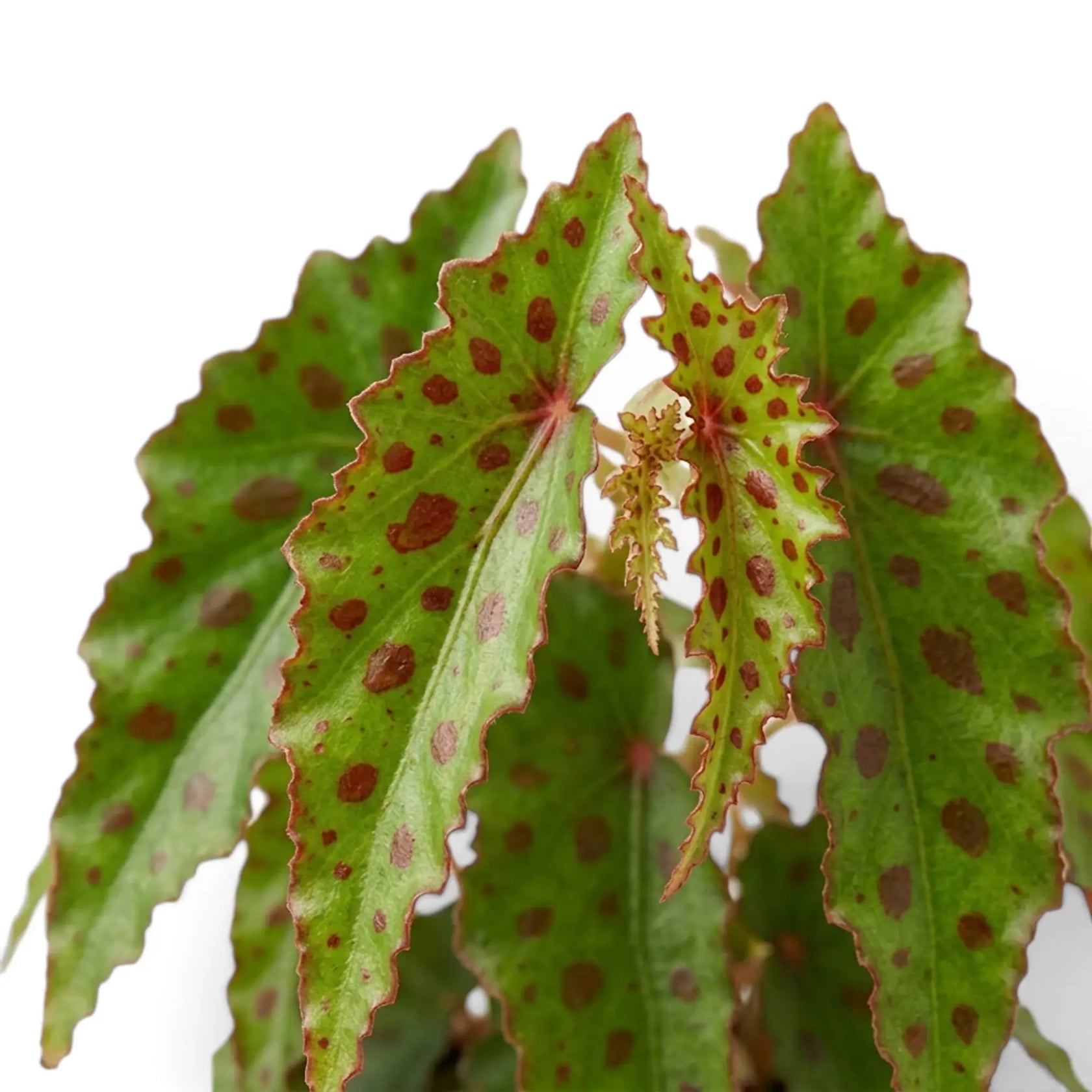 Begonia amphioxus foliage with spotted leaves and pale flowers among red stems
