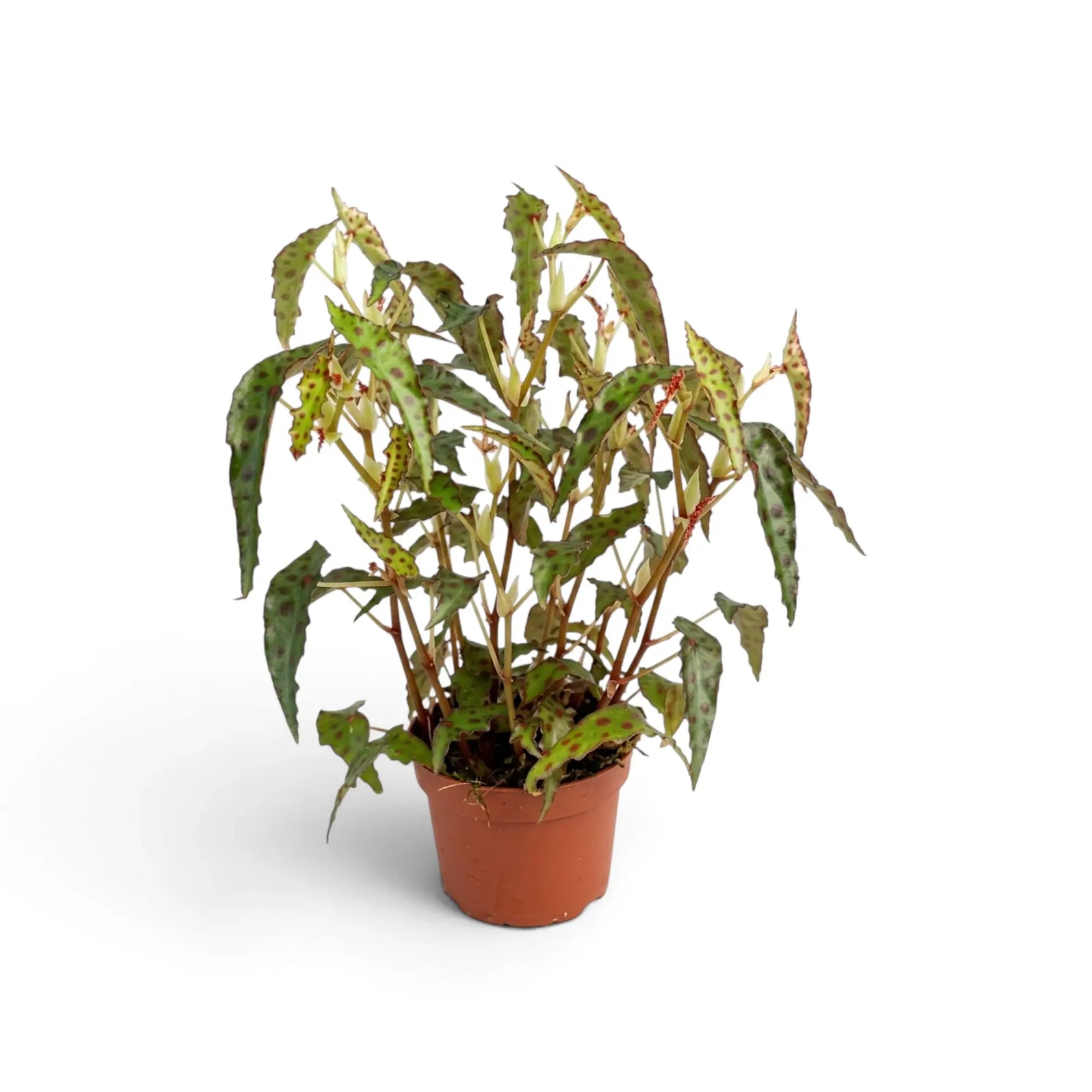 Mature Begonia amphioxus with upright red stems, spotted leaves and pale flowers