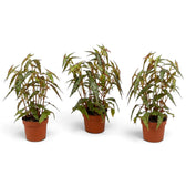 Three mature Begonia amphioxus plants with tall red stems and narrow spotted leaves