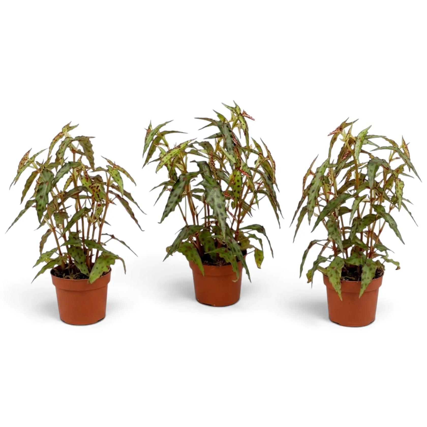 Three mature Begonia amphioxus plants with tall red stems and narrow spotted leaves