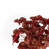 Begonia 'Autumn Crinkle' – Blattdetail vor weißem Hintergrund..