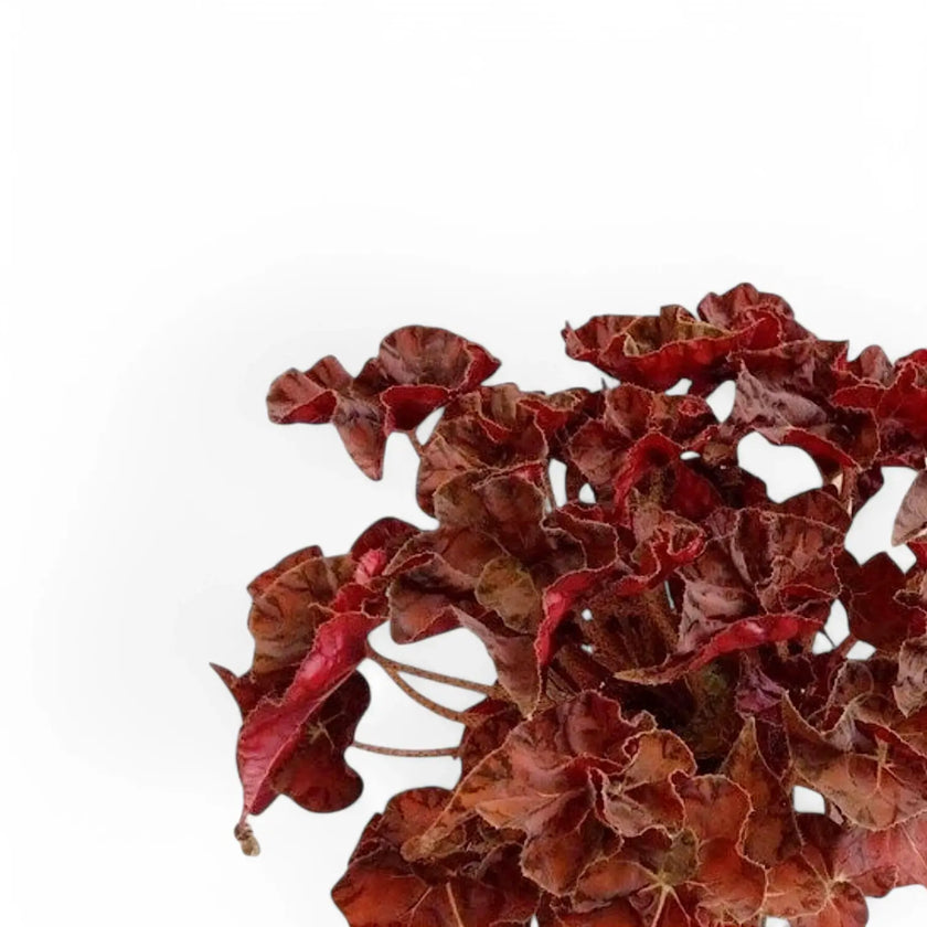 Begonia 'Autumn Crinkle' – Blattdetail vor weißem Hintergrund..