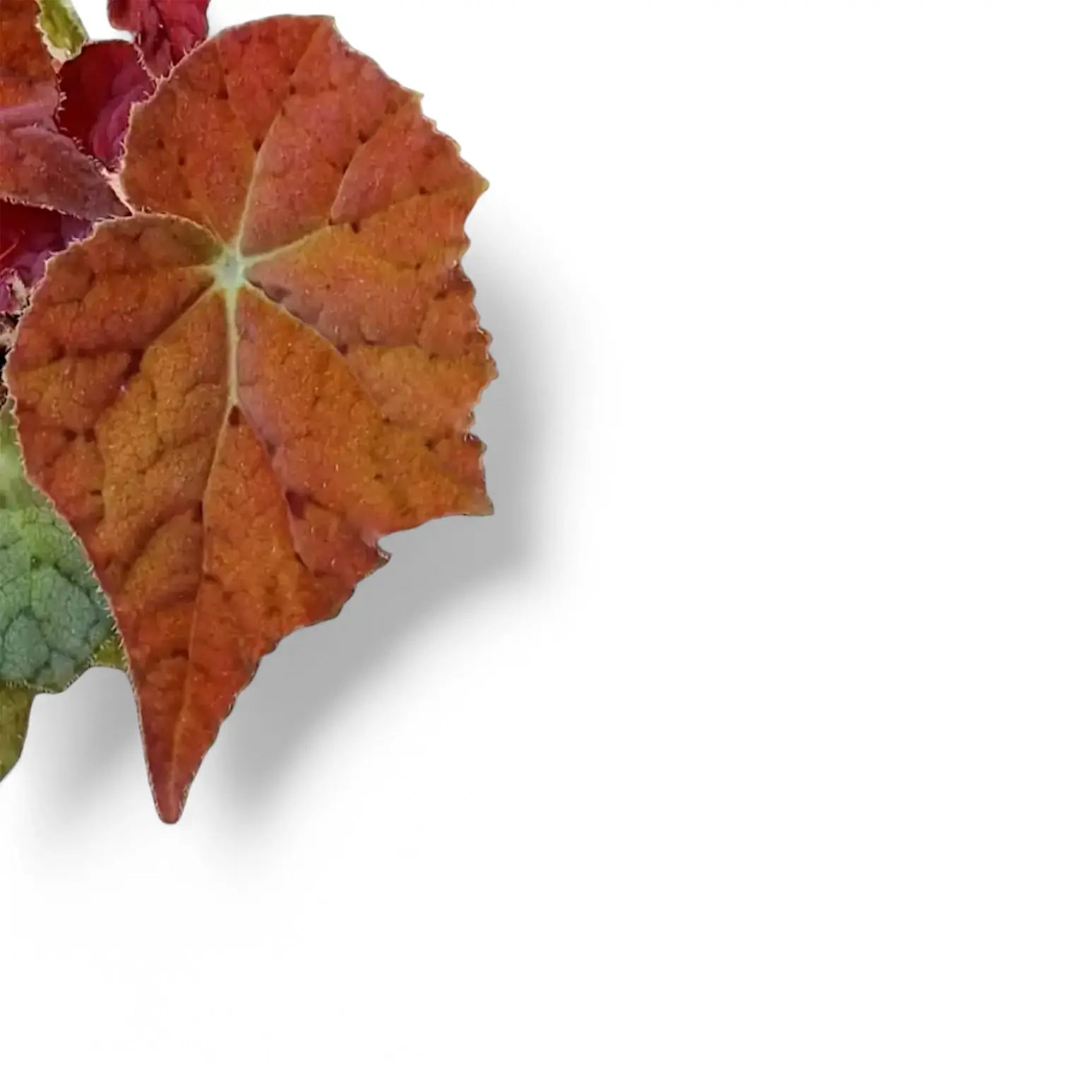 Begonia 'Autumn Ember' leaf detail on white background.