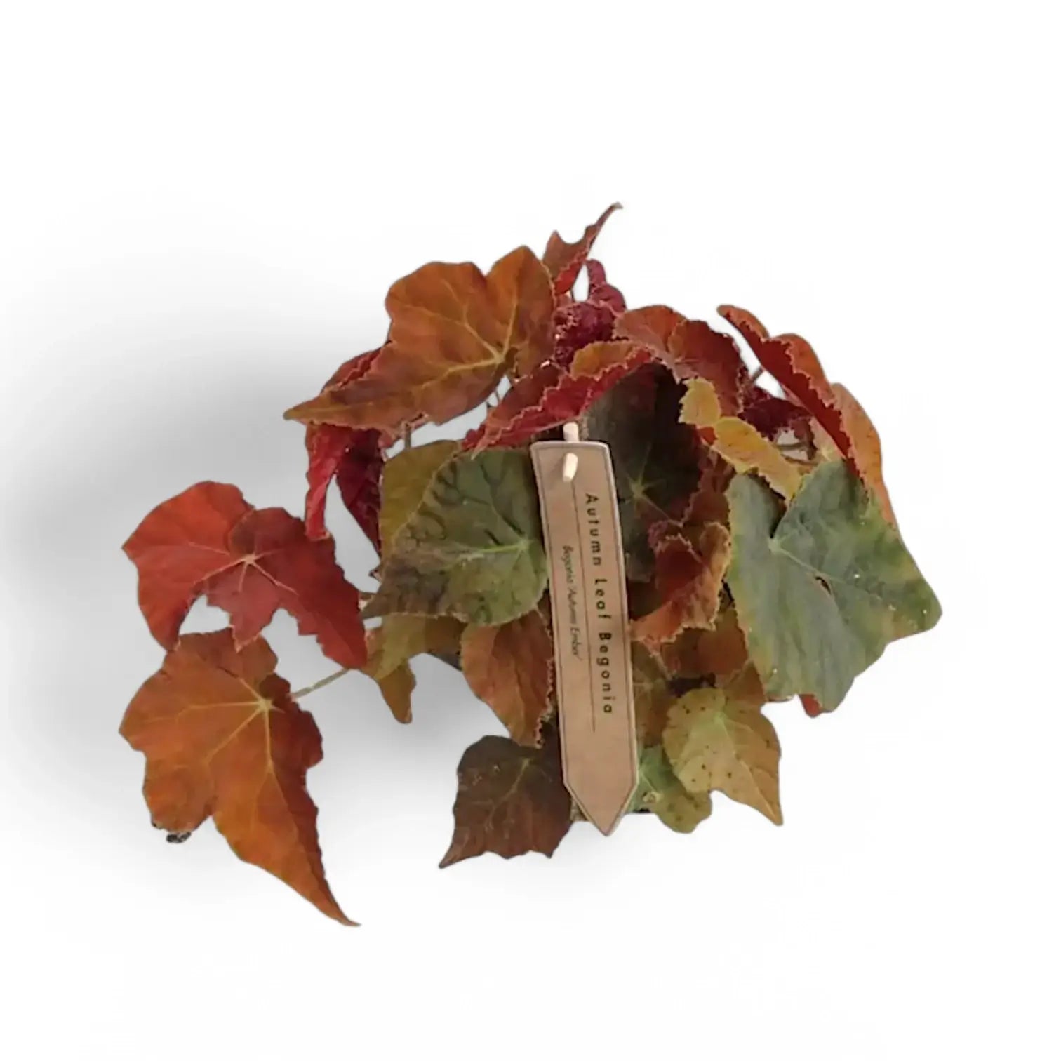 Begonia 'Autumn Ember' potted plant in nursery pot on white background.