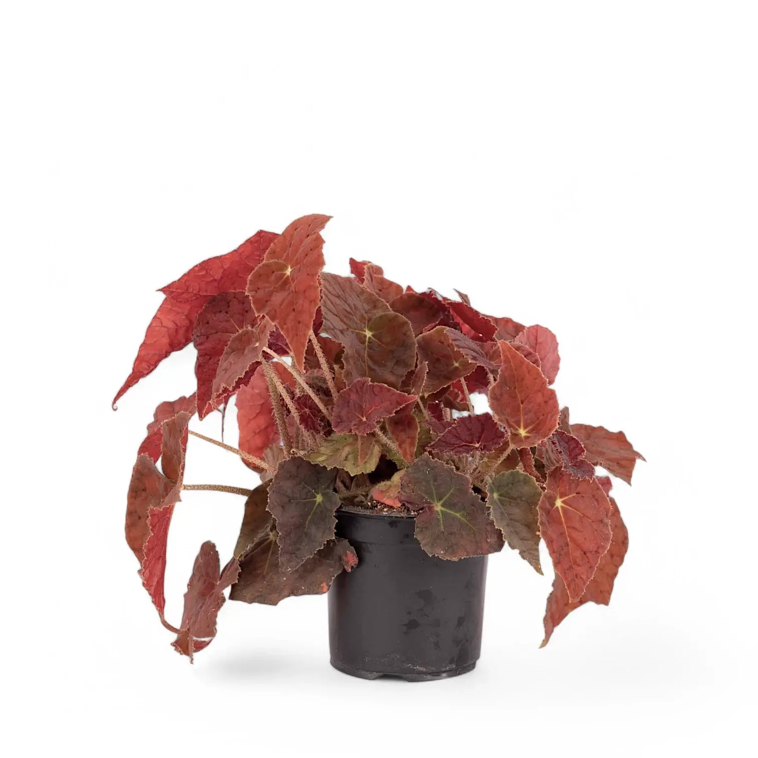Begonia 'Autumn Ember' potted plant in nursery pot on white background.