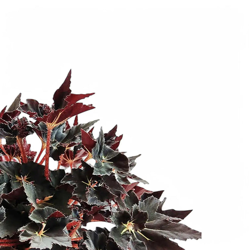 Begonia 'Black Fang' – Blattdetail vor weißem Hintergrund..