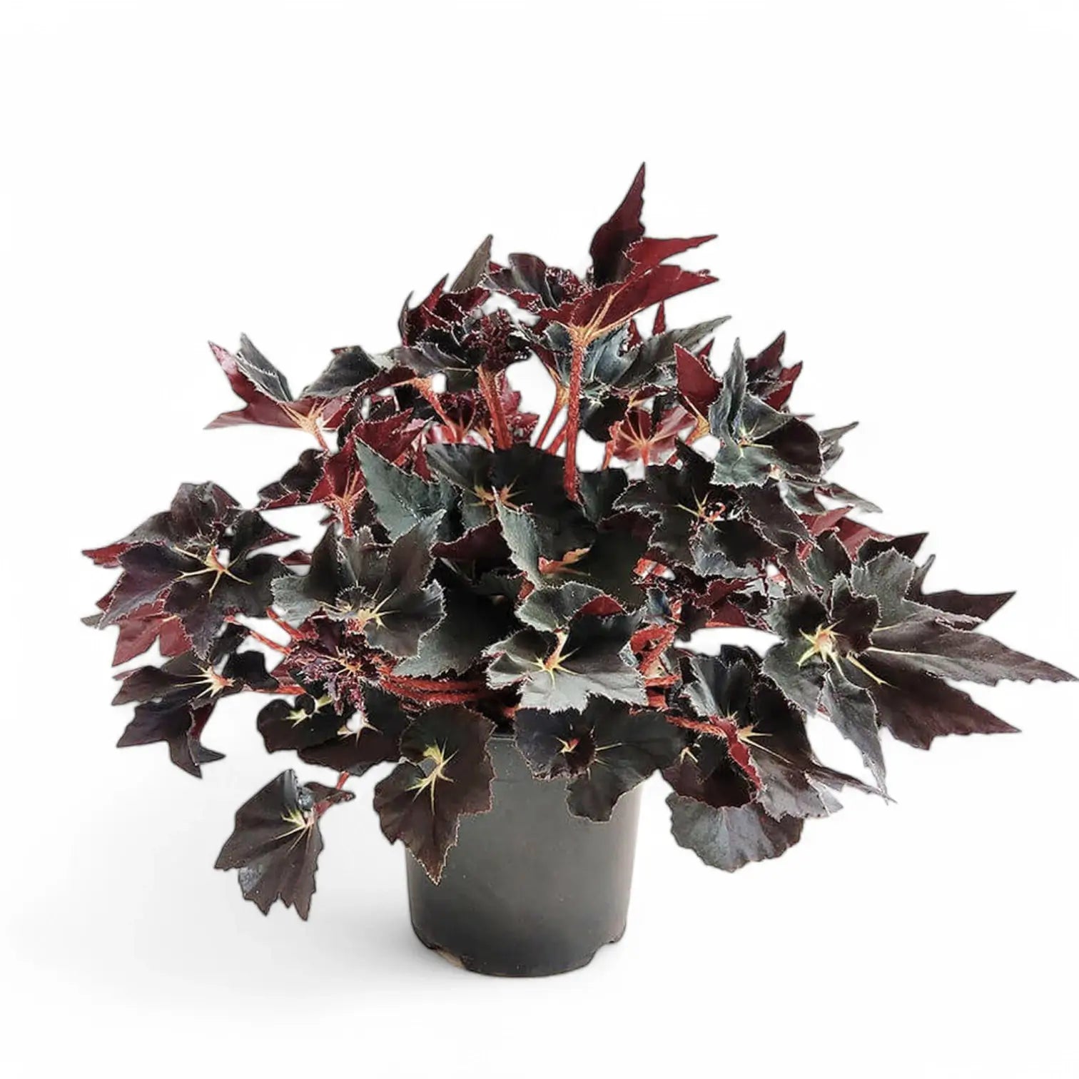 Begonia 'Black Fang' potted plant in nursery pot on white background.
