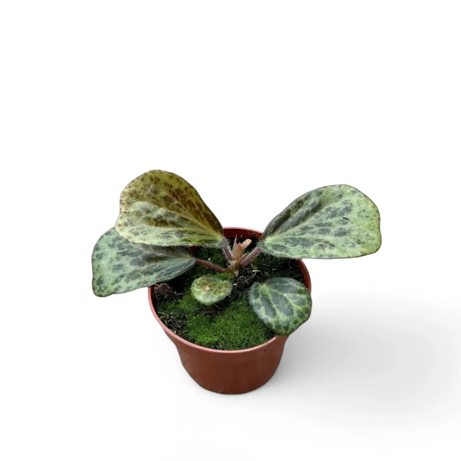 Begonia blancii (mottled form) potted plant in nursery pot on white background.