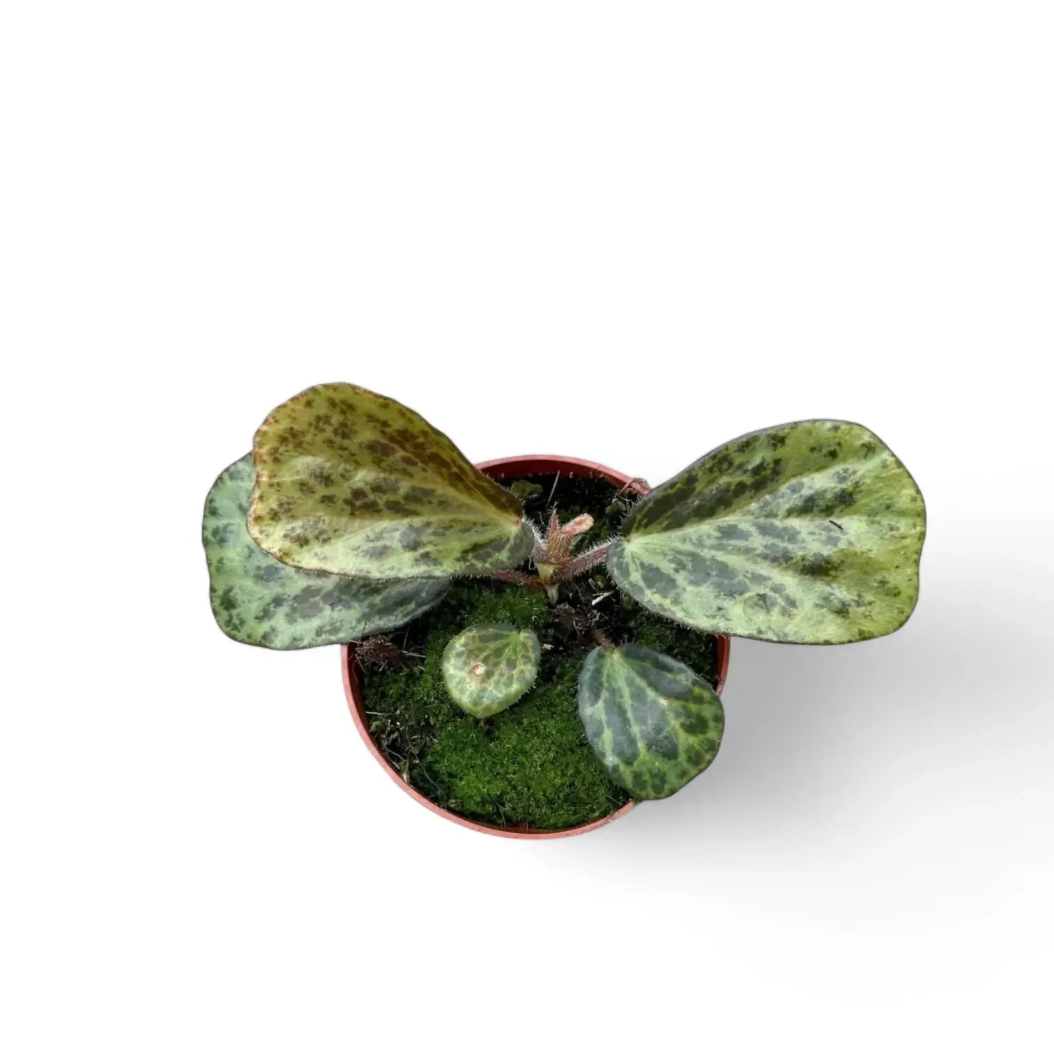 Begonia blancii (mottled form) potted plant in nursery pot on white background.