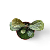 Begonia blancii (mottled form) Zimmerpflanze im Anzuchttopf vor weißem Hintergrund, Produktfoto 3.