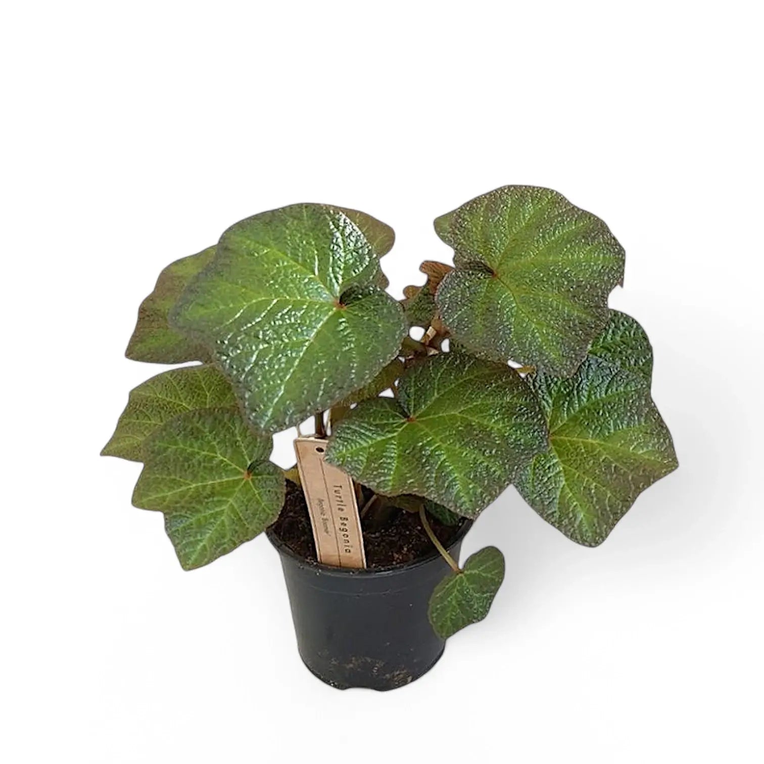Begonia 'Boomer' potted plant in nursery pot on white background.