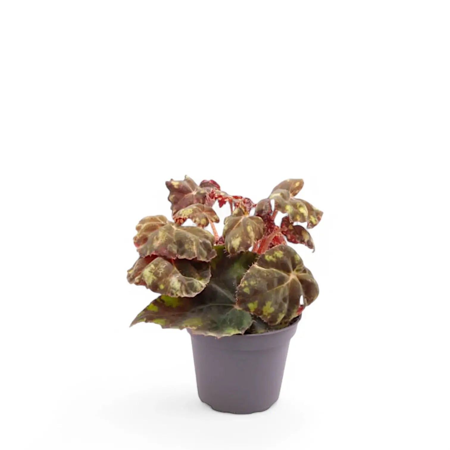 Begonia bowerae 'Tiger' potted plant in nursery pot on white background.
