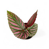Begonia brevirimosa subsp. exotica potted plant in nursery pot on white background.