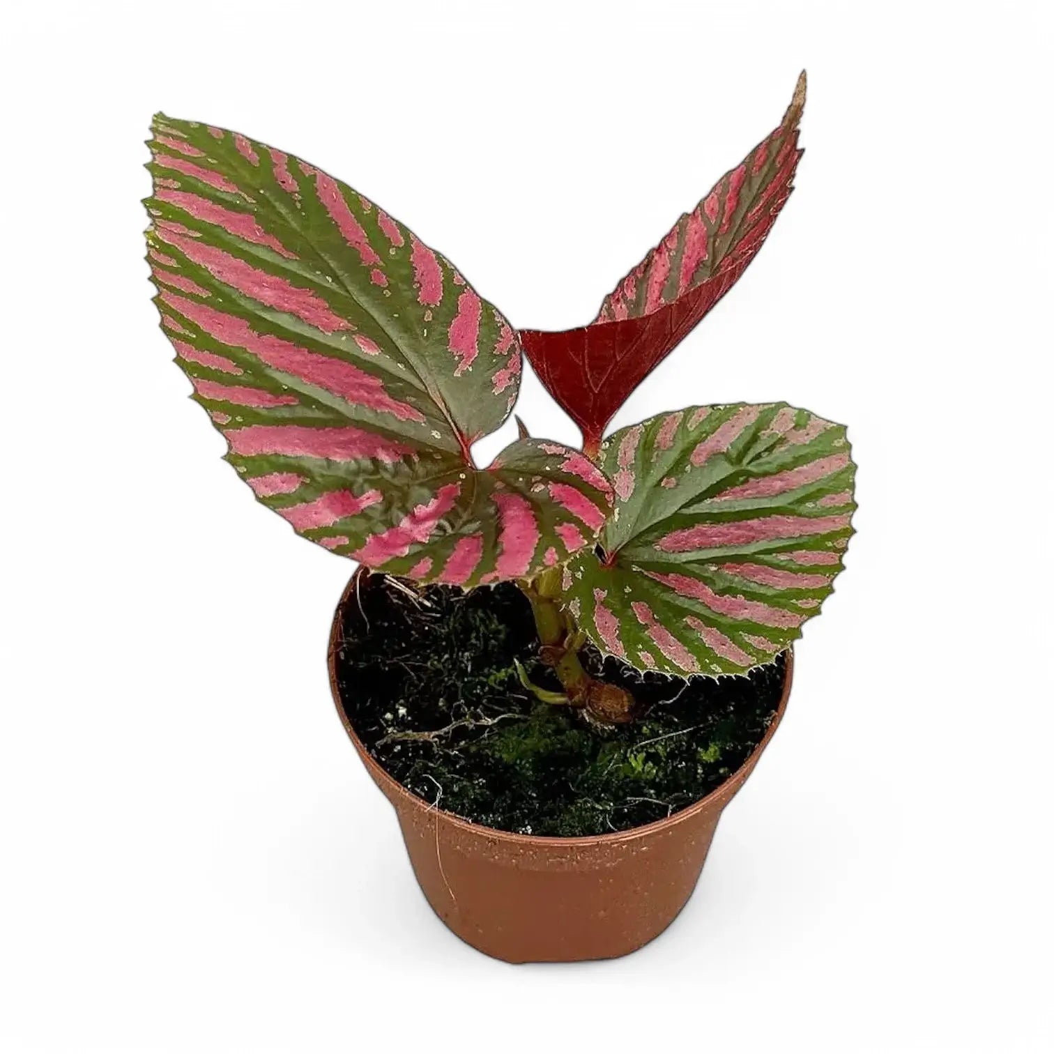 Begonia brevirimosa subsp. exotica potted plant in nursery pot on white background.