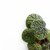 Begonia bullatifolia – Blattdetail vor weißem Hintergrund..