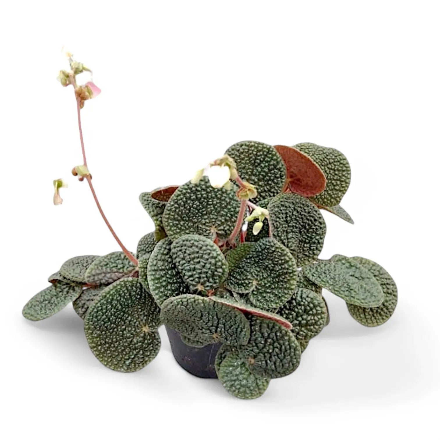 Begonia bullatifolia potted plant in nursery pot on white background.