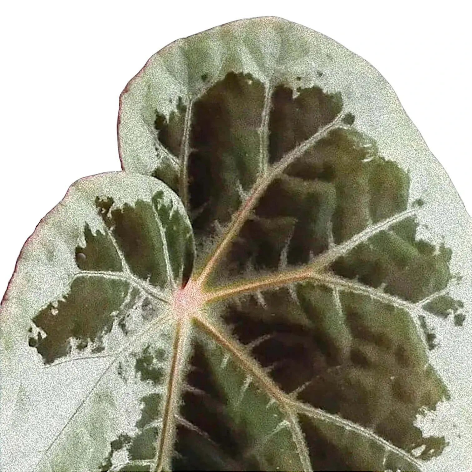 Begonia burkillii 'Silver Edge' close-up of leaf on white background.