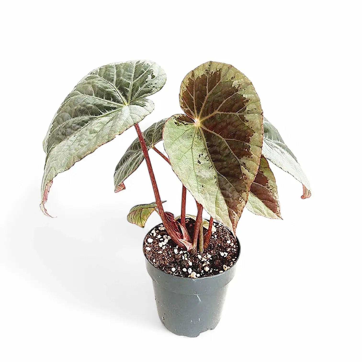 Begonia burkillii 'Silver Edge' potted plant in nursery pot on white background.