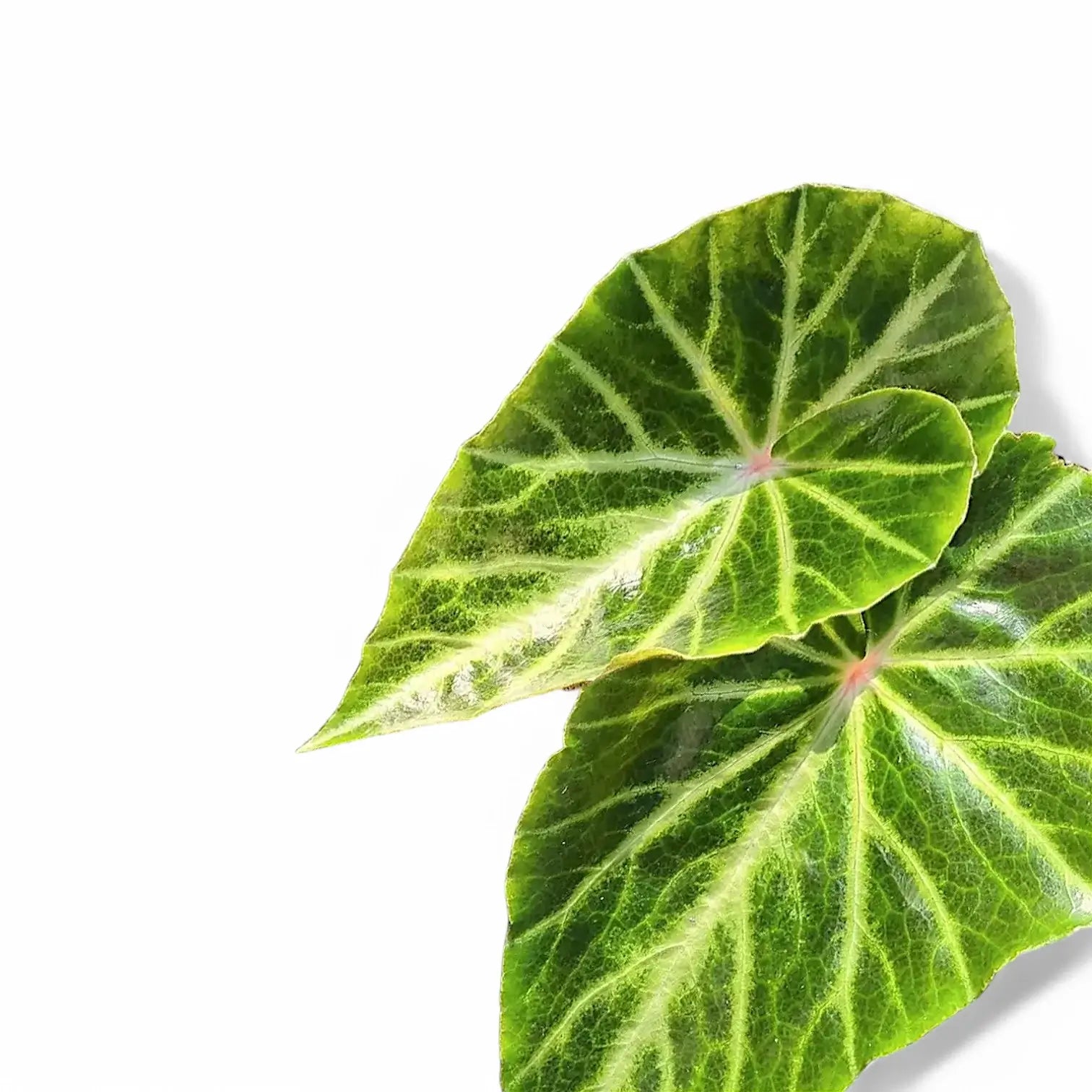 Begonia chingipengii close-up of leaf on white background.