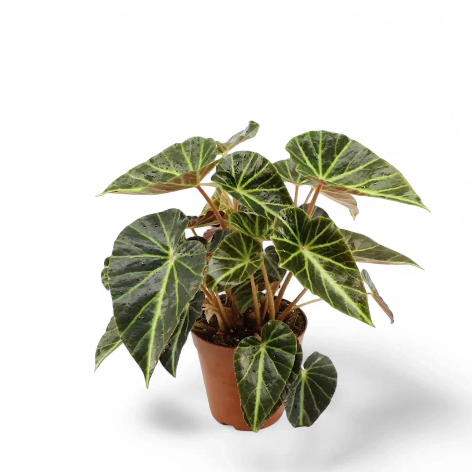 Begonia chingipengii potted plant in nursery pot on white background.
