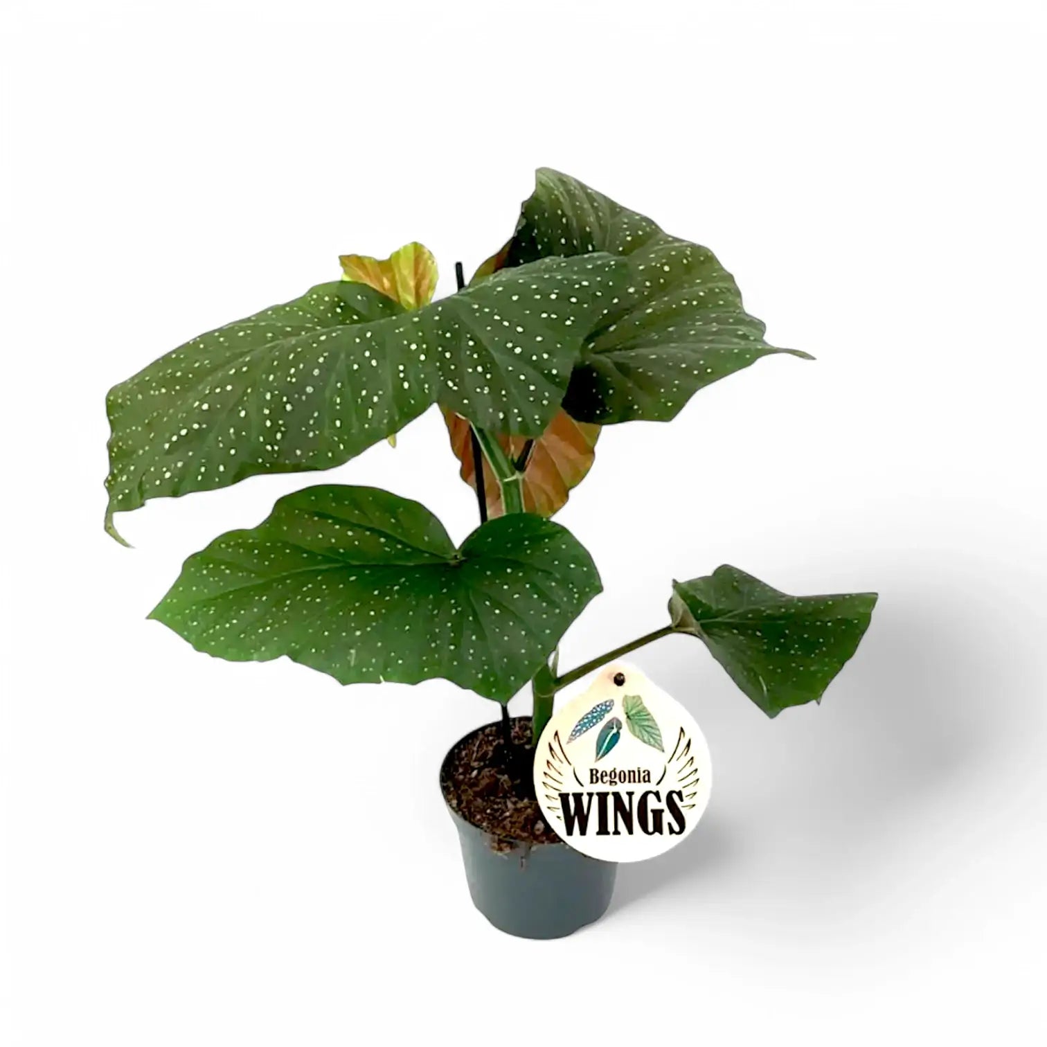Begonia corallina 'Wings' (Begonia corallina 'Lucerna') potted plant in nursery pot on white background.