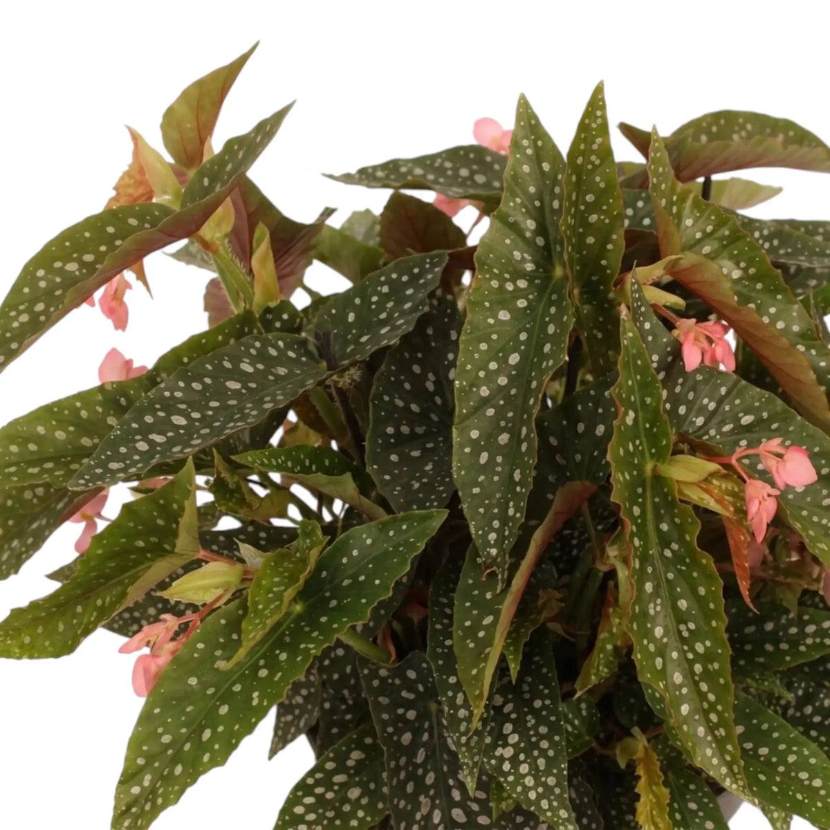 Close-up of Begonia 'Double Dot' leaves with silver spots and pink flowers