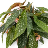 Silver-spotted Begonia 'Double Dot' leaves with small pink flowers among them