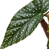 Close-up of a wing-shaped Begonia 'Double Dot' leaf dotted with silver