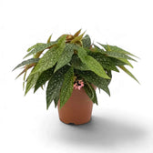 Potted Begonia 'Double Dot' with silver-spotted leaves and pink flowers