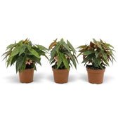 Three potted Begonia 'Double Dot' plants with long, silver-spotted leaves