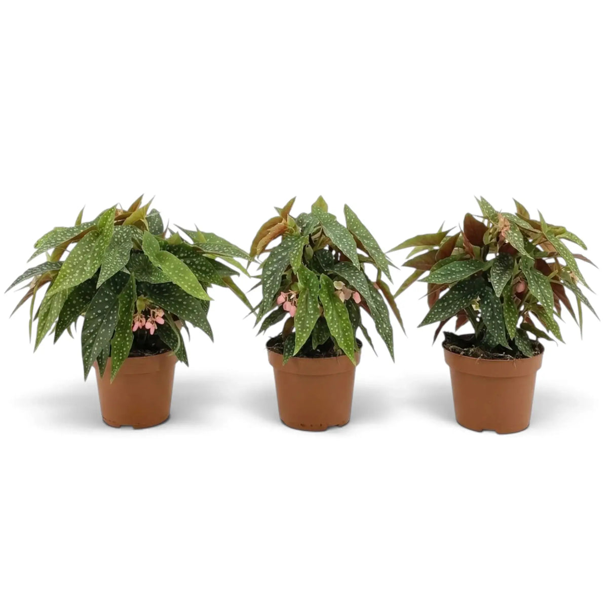Three potted Begonia 'Double Dot' plants with long, silver-spotted leaves