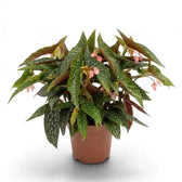 Potted Begonia 'Double Dot' with dense silver-spotted leaves and pink flowers