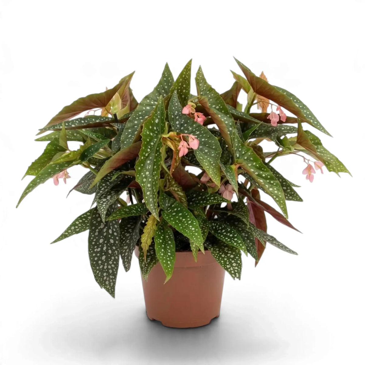 Potted Begonia 'Double Dot' with dense silver-spotted leaves and pink flowers