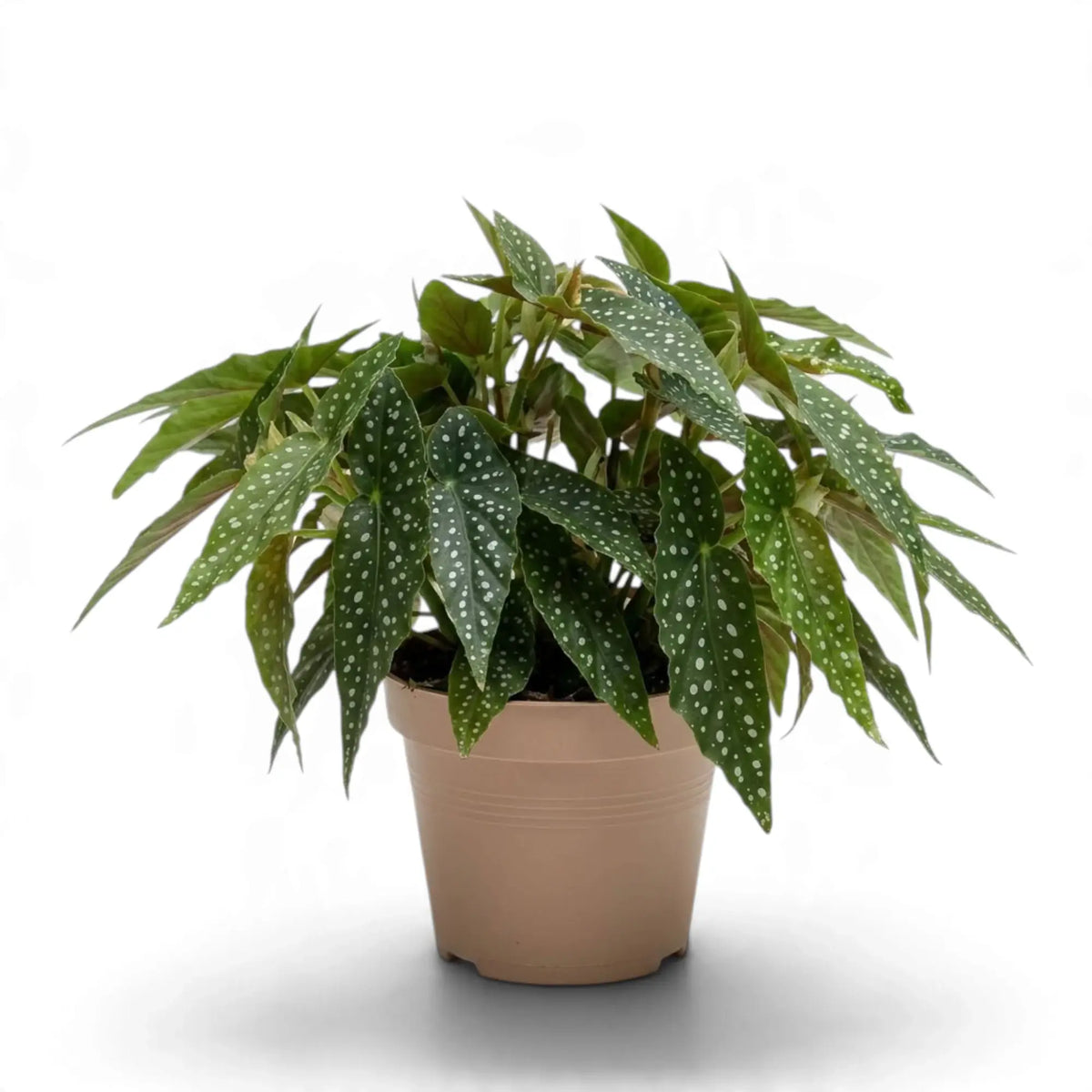 Begonia 'Double Dot' with narrow silver-spotted leaves in a beige nursery pot