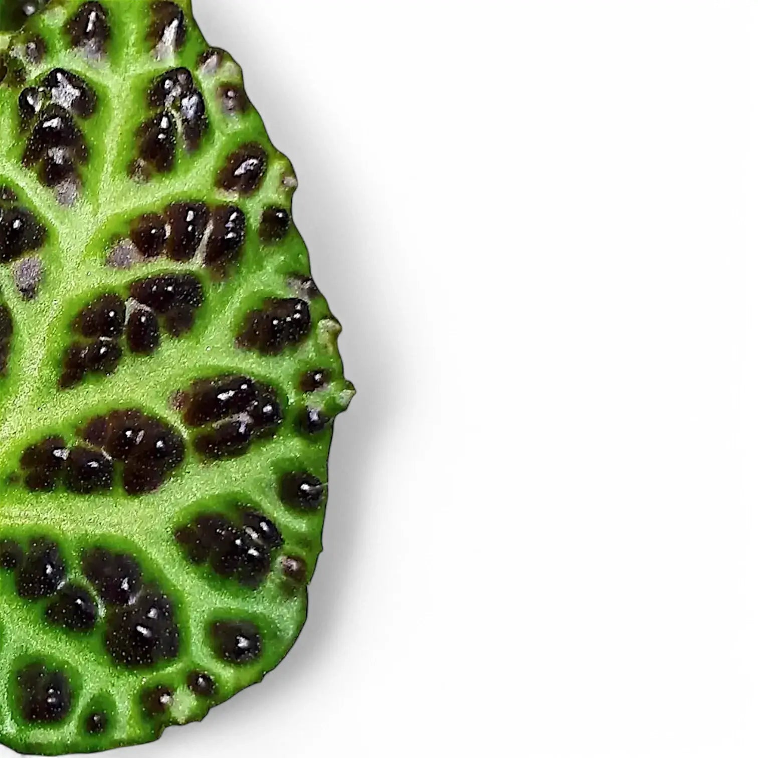 Begonia dracopelta leaf detail on white background.