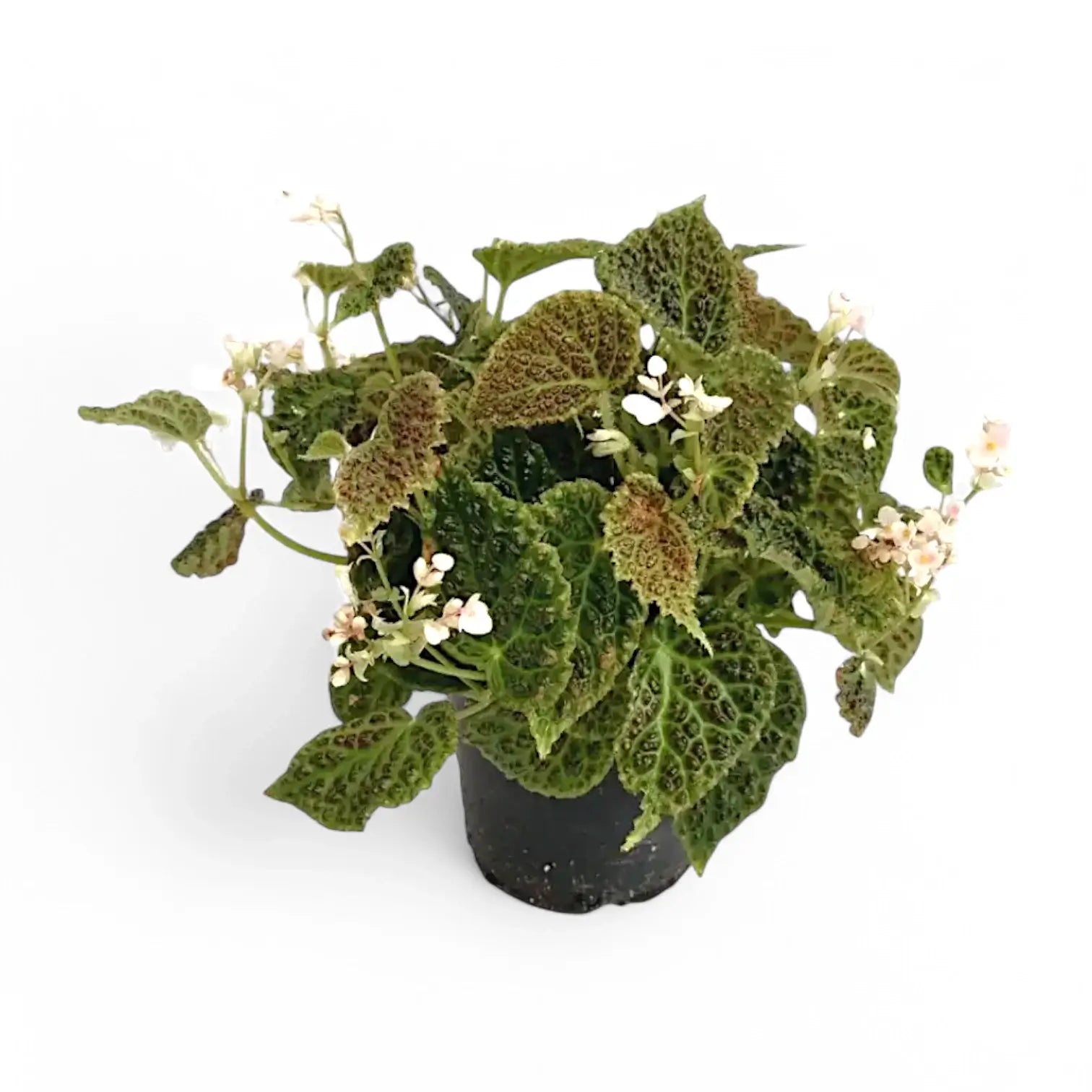 Begonia dracopelta potted plant in nursery pot on white background.