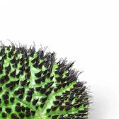 Nahaufnahme eines Blatts von Begonia ferox vor weißem Hintergrund.