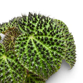 Begonia ferox foliage close-up with textured green leaves and dark raised markings.