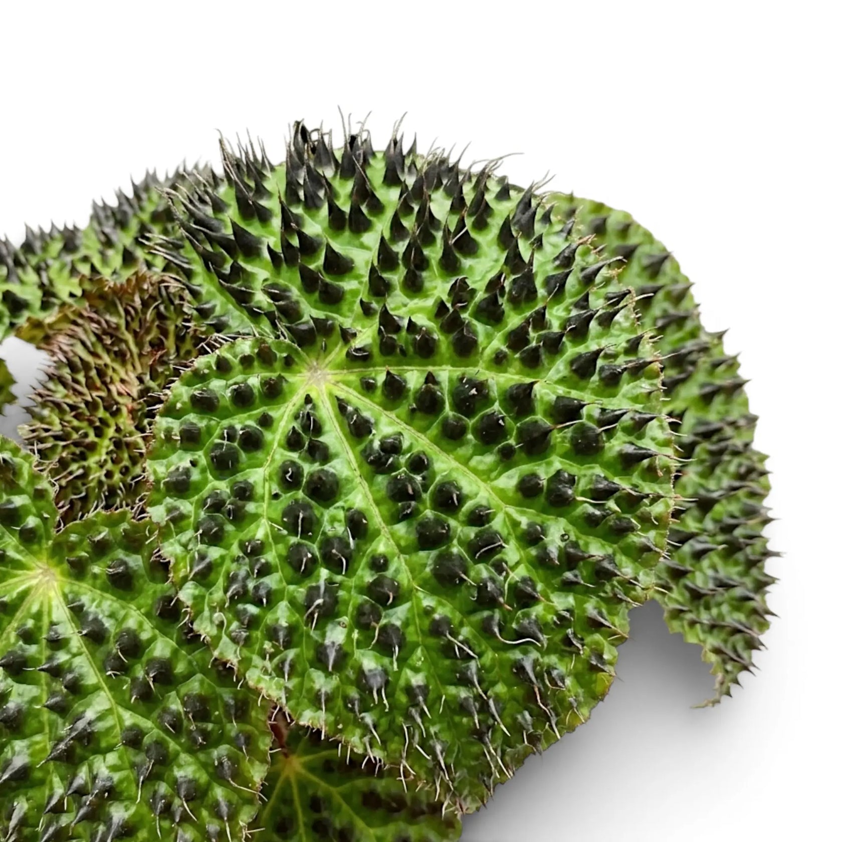 Begonia ferox foliage close-up with textured green leaves and dark raised markings.