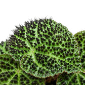 Begonia ferox foliage close-up with textured green leaves and dark raised markings.