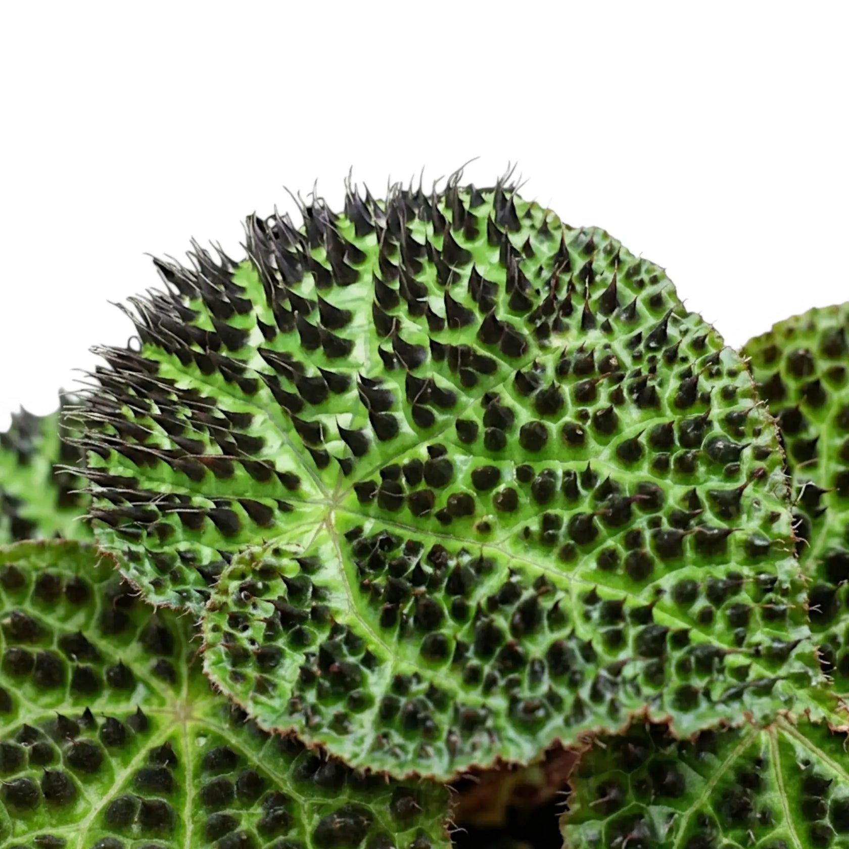 Begonia ferox foliage close-up with textured green leaves and dark raised markings.