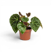 Begonia ferox plant with textured green leaves in a nursery pot.