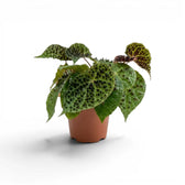 Begonia ferox plant with textured green leaves in a nursery pot.