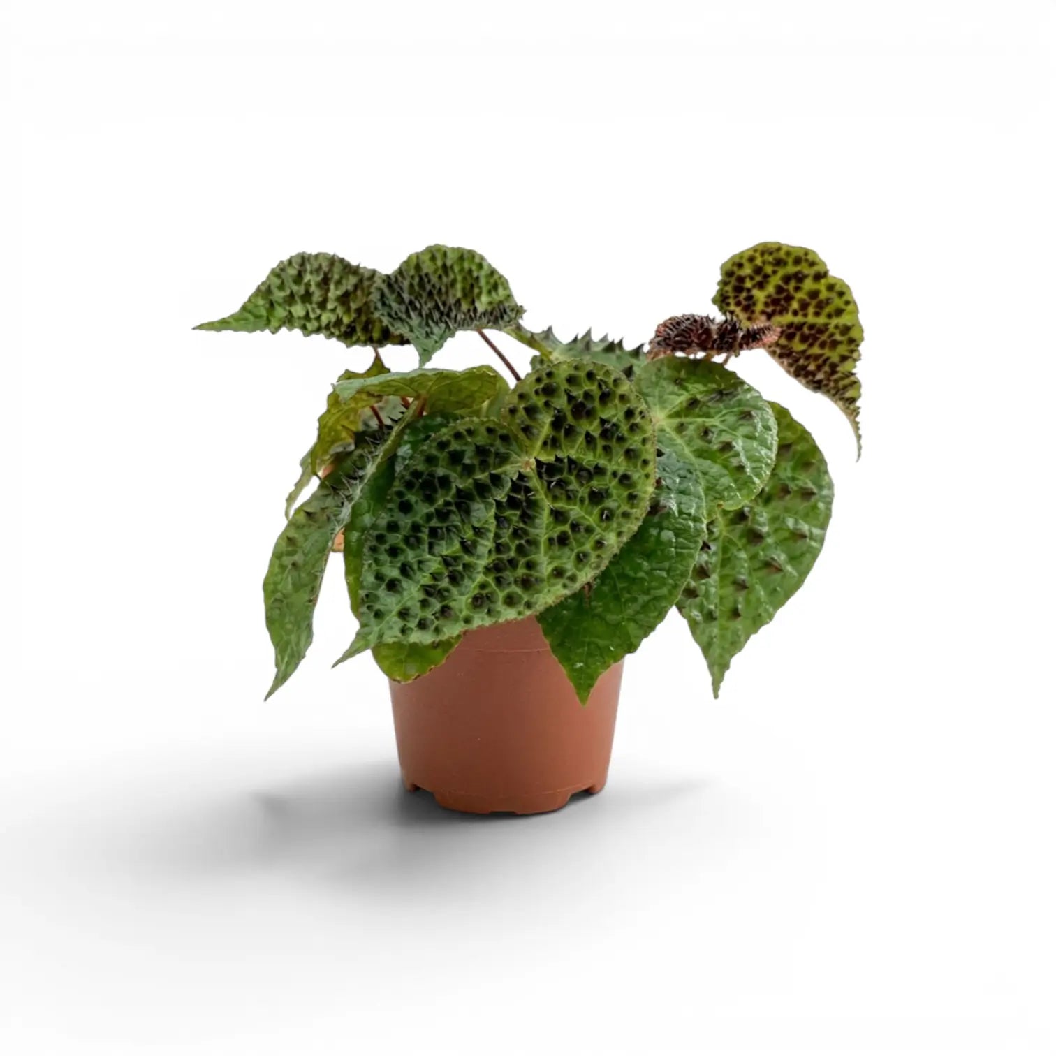 Begonia ferox plant with textured green leaves in a nursery pot.