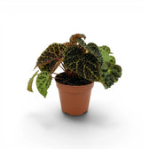 Begonia ferox plant with textured green leaves in a nursery pot.