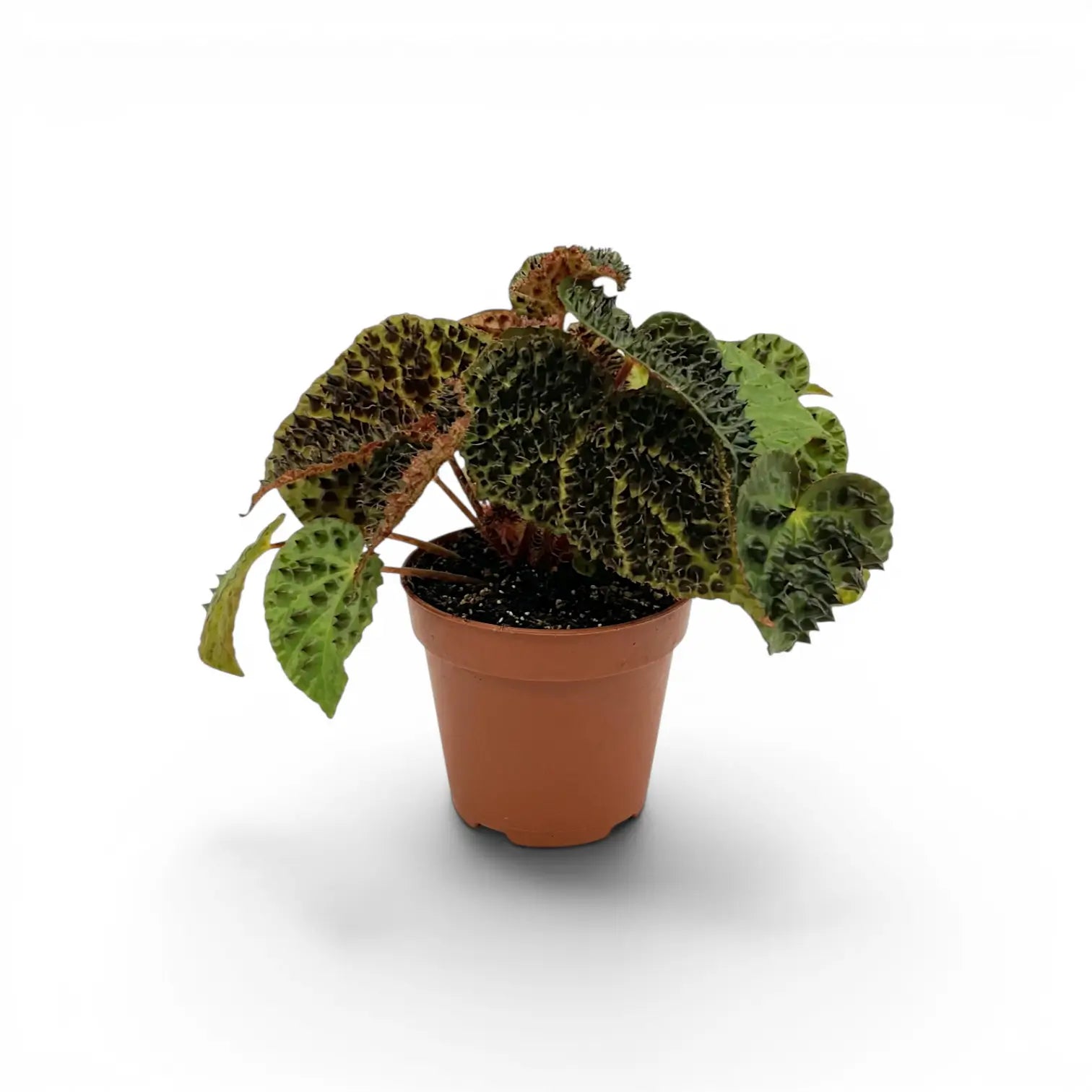 Begonia ferox plant with textured green leaves in a nursery pot.