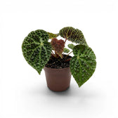 Begonia ferox plant with textured green leaves in a nursery pot.